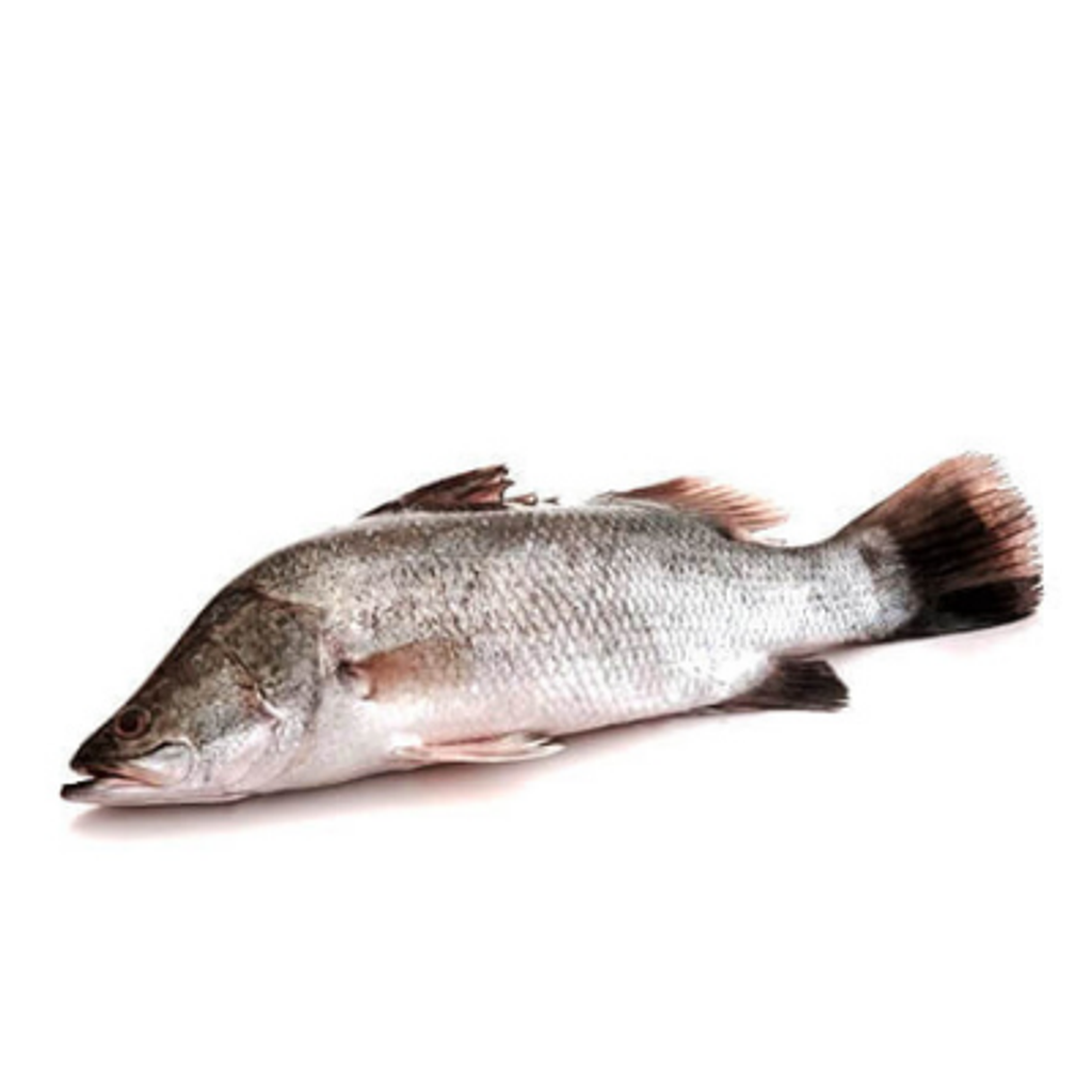 Siakap 600/800 - 10kg
